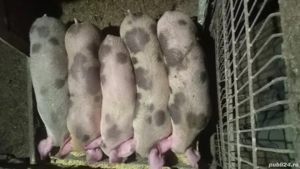 Porci de vanzare intre 70 si 100 kg si porci 12 saptamani - imagine 2