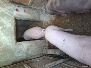 Porci de vanzare de carne 