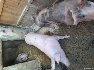 Porci de vanzare de carne  - imagine 2