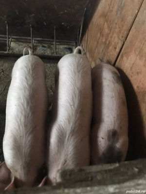 Vând suldei 40 50 kg