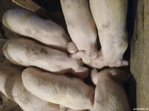 purcei de vanzare - imagine 2