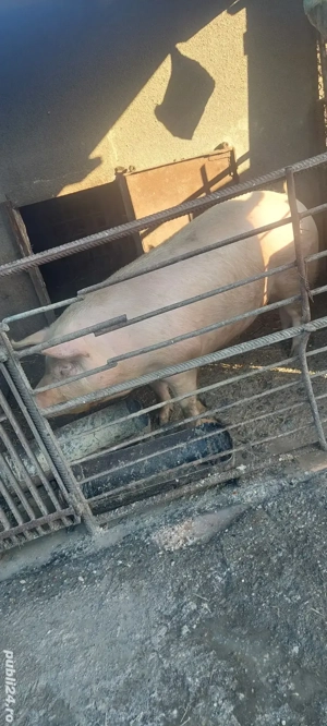 Purcea de vânzare  - imagine 2