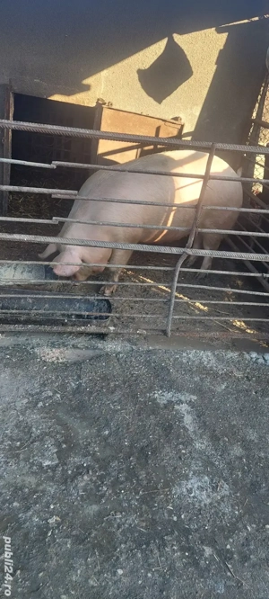 Purcea de vânzare  - imagine 4