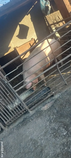 Purcea de vânzare  - imagine 5