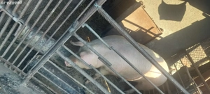 Purcea de vânzare  - imagine 3