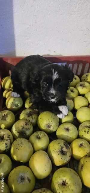 Bichon Maltez talie mica - imagine 2