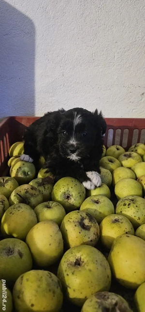 Bichon Maltez talie mica - imagine 4