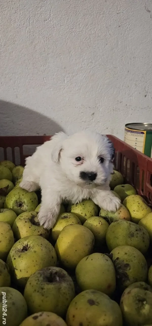 Bichon Maltez talie mica - imagine 5