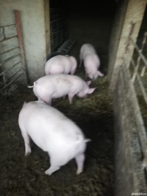 Purcei.    - imagine 2