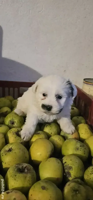 Bichon Maltez talie mica - imagine 3