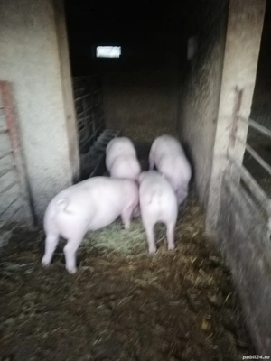 Purcei.    - imagine 3