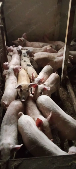 porci și purcei de casă, de vanzare - imagine 4