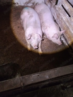 porci și purcei de casă, de vanzare - imagine 2