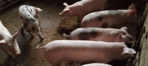 porci și purcei de casă, de vanzare - imagine 3