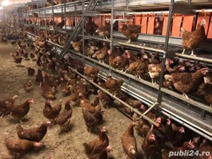 Găini roșii ouătoare  - imagine 2