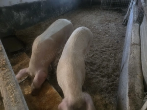 Vand porci greutate 150- 200 kg