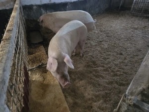 Vand porci greutate 150- 200 kg