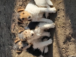 Fox terier sirmos  - imagine 4