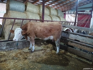 vand vaci   - imagine 2