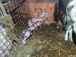 Purcei de 8 săptămâni  - imagine 2