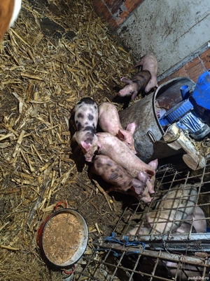 Purcei de 8 săptămâni  - imagine 3