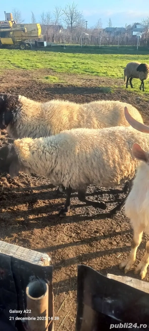 De vânzare  - imagine 3