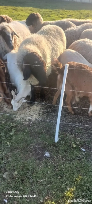 De vânzare  - imagine 5