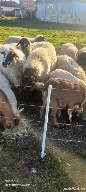 De vânzare  - imagine 4