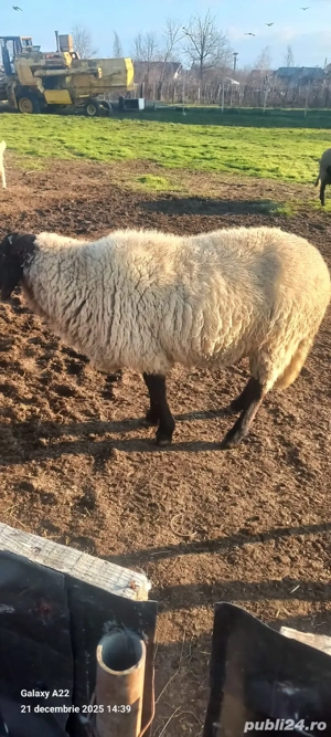 De vânzare  - imagine 2