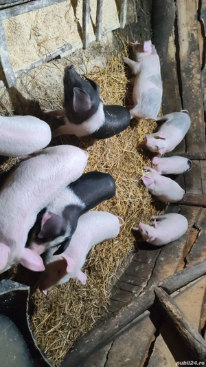 Purcei de vânzare  - imagine 2