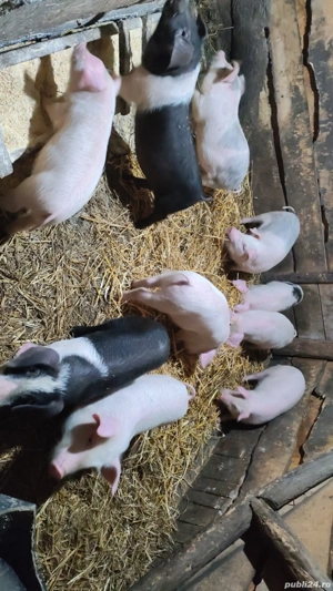 Purcei de vânzare  - imagine 3