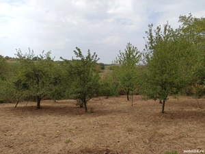 Teren Tăutelec(Bihor)