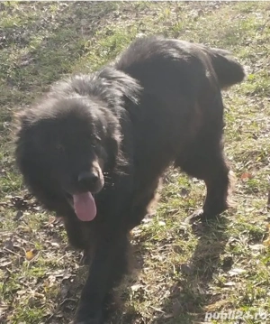 mascul Ciobanesc corb