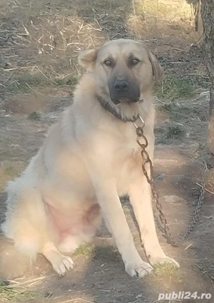 mascul kangal crescut la animale 