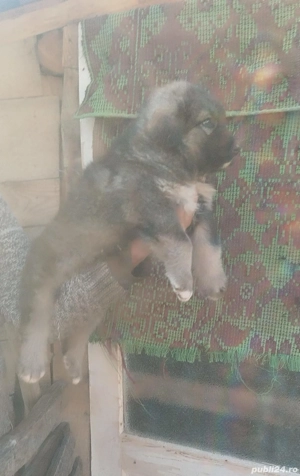 cățeii Ciobanesc caucazian  - imagine 2