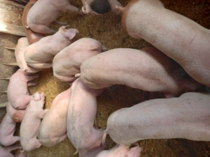 Vand purcei - imagine 3