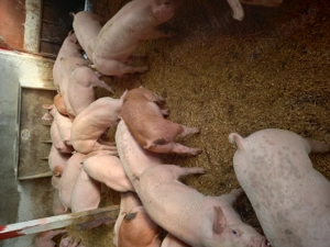 Vand purcei - imagine 2