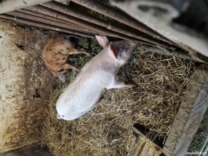 porci de vânzare  - imagine 2