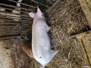 porci de vânzare  - imagine 3