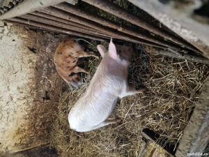 porci de vânzare  - imagine 4