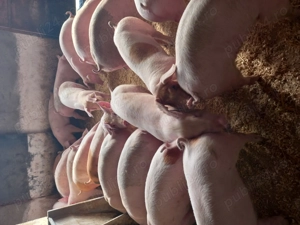 Vand purcei si grasuni - imagine 4