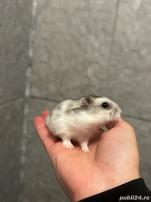 Donez pui hamsteri  - imagine 2