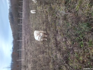 Vând țap se 2 ani, foarte frumos 500 lei negociabil Sebis Arad, - imagine 2