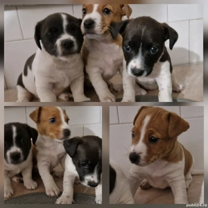 Jack Russell Terrier