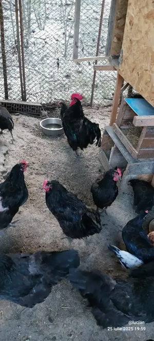 Australorp familie si cocosi americani - imagine 2