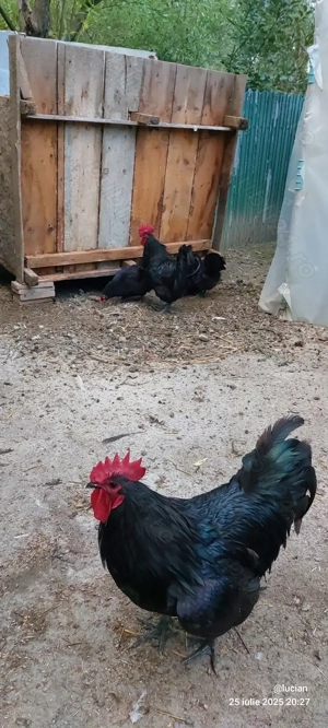 Australorp familie si cocosi americani - imagine 5