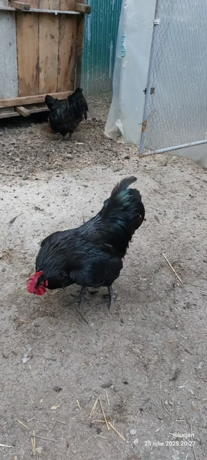 Australorp familie si cocosi americani - imagine 4