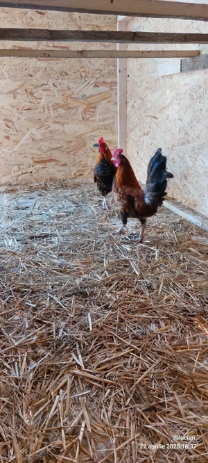 Australorp familie si cocosi americani
