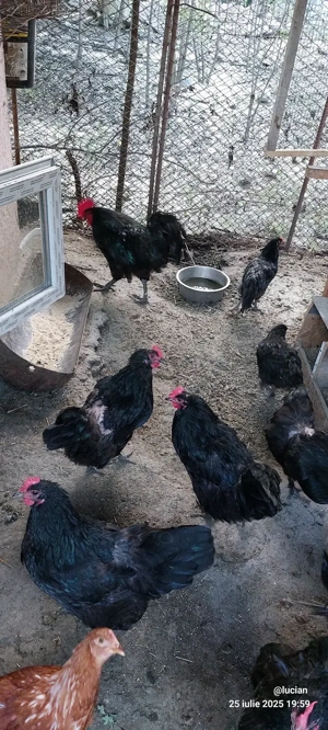 Australorp familie si cocosi americani - imagine 3