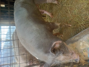 Porci de Crăciun  - imagine 2